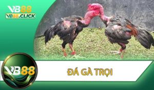 Đá Gà Trọi