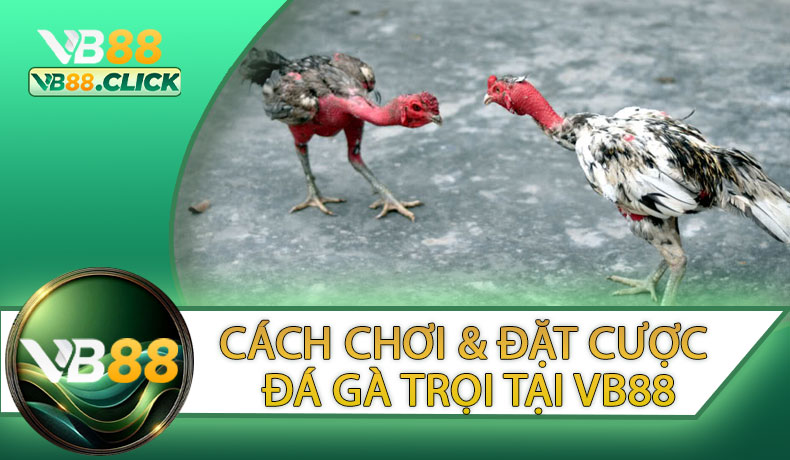 Hướng Dẫn Chi Tiết Cách Chơi & Đặt Cược Đá Gà Trọi Tại VB88